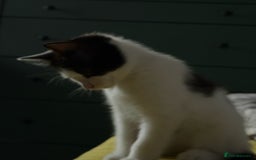 Mixed Breed cats for sale: 2 female an one male - Image 8