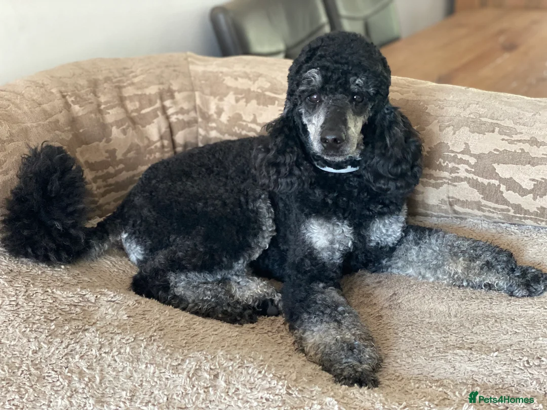 Bernedoodle dogs for sale: Mini Health Tested Bernedoodle - Advert 2