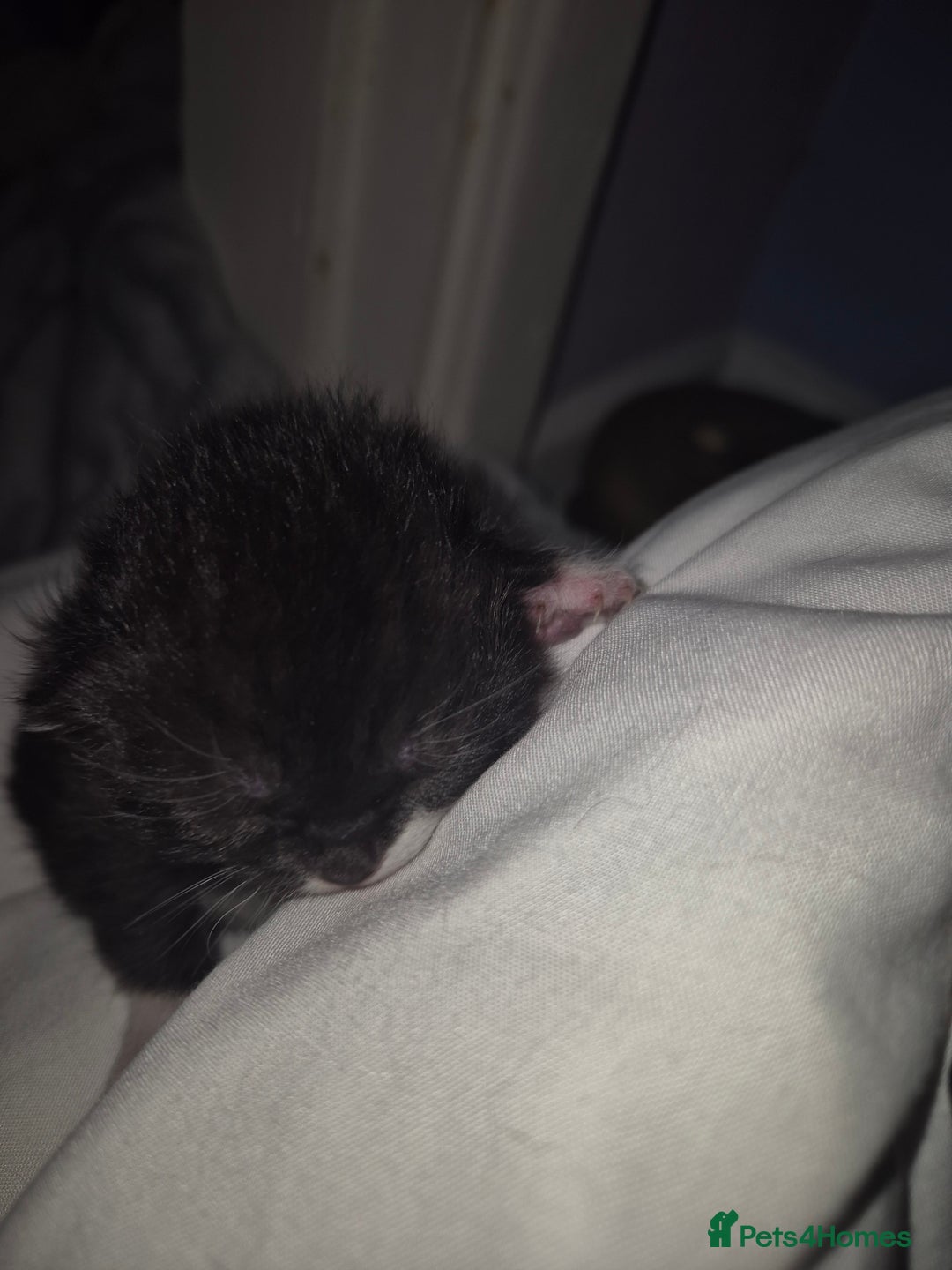 Domestic Shorthair cats for sale: 5 precious kittens - Advert 11