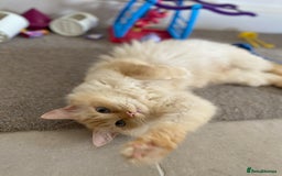 Ragdoll cats for sale: Gorgeous ragdoll kittens  - Image 15