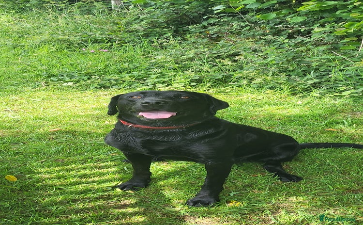 Labrador Retriever dogs - Advert 1