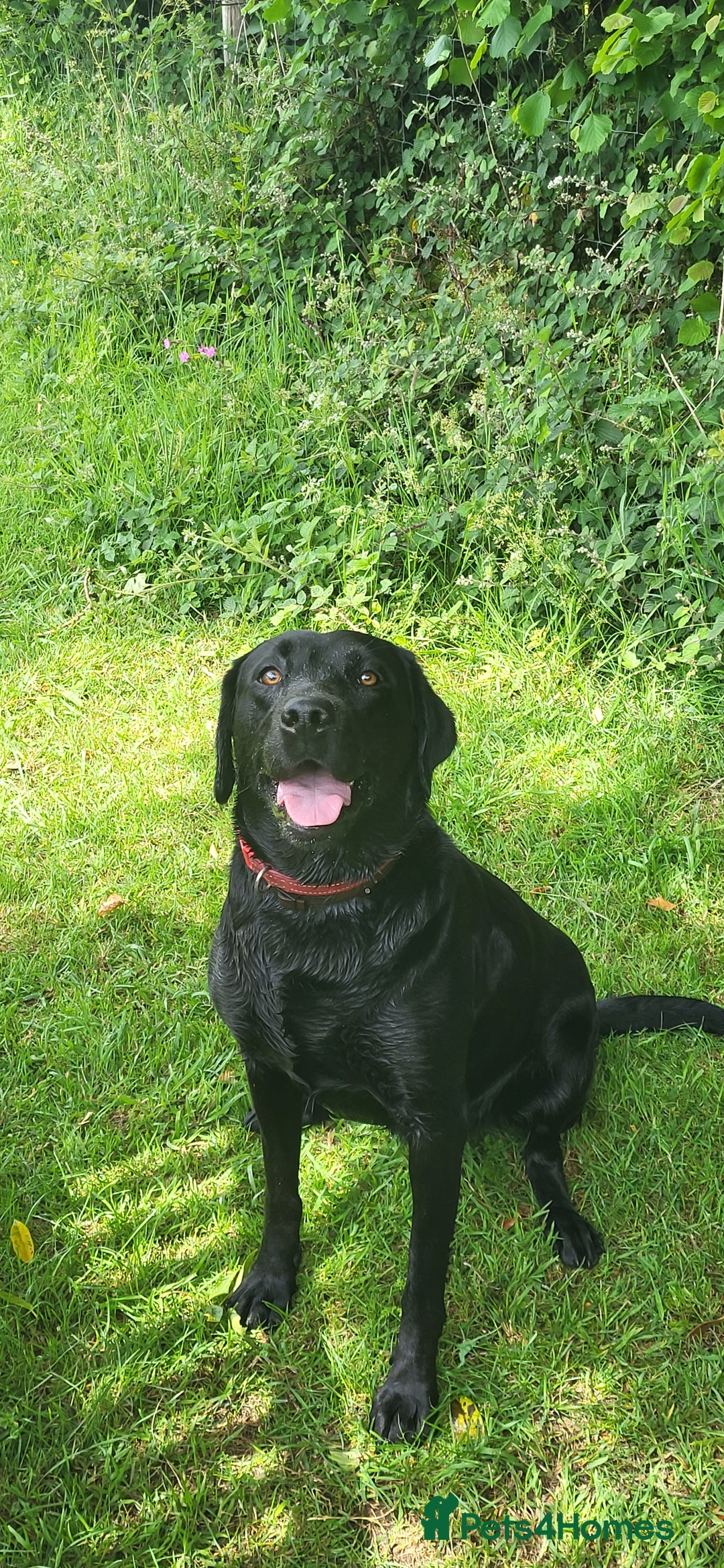 Labrador Retriever dogs for sale: KC LABRADORS - Image 1