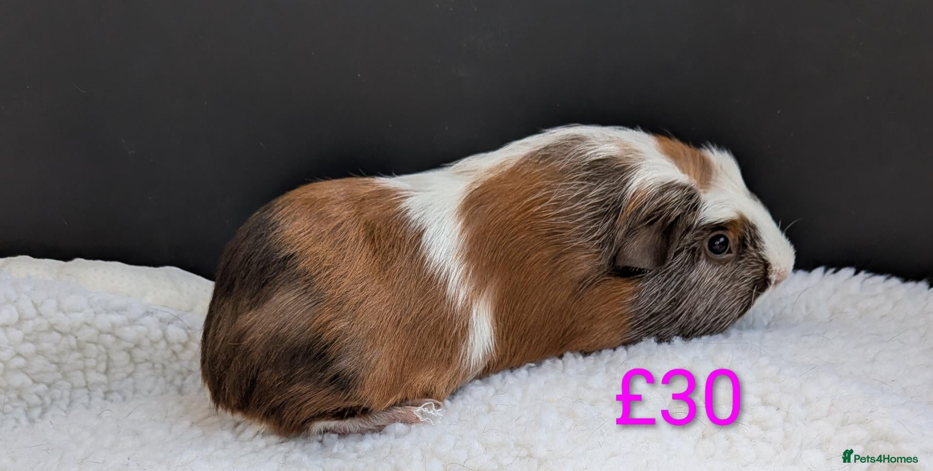 Guinea Pig rodents Male & Female Baby Guinea pigs for sale  - Advert 20