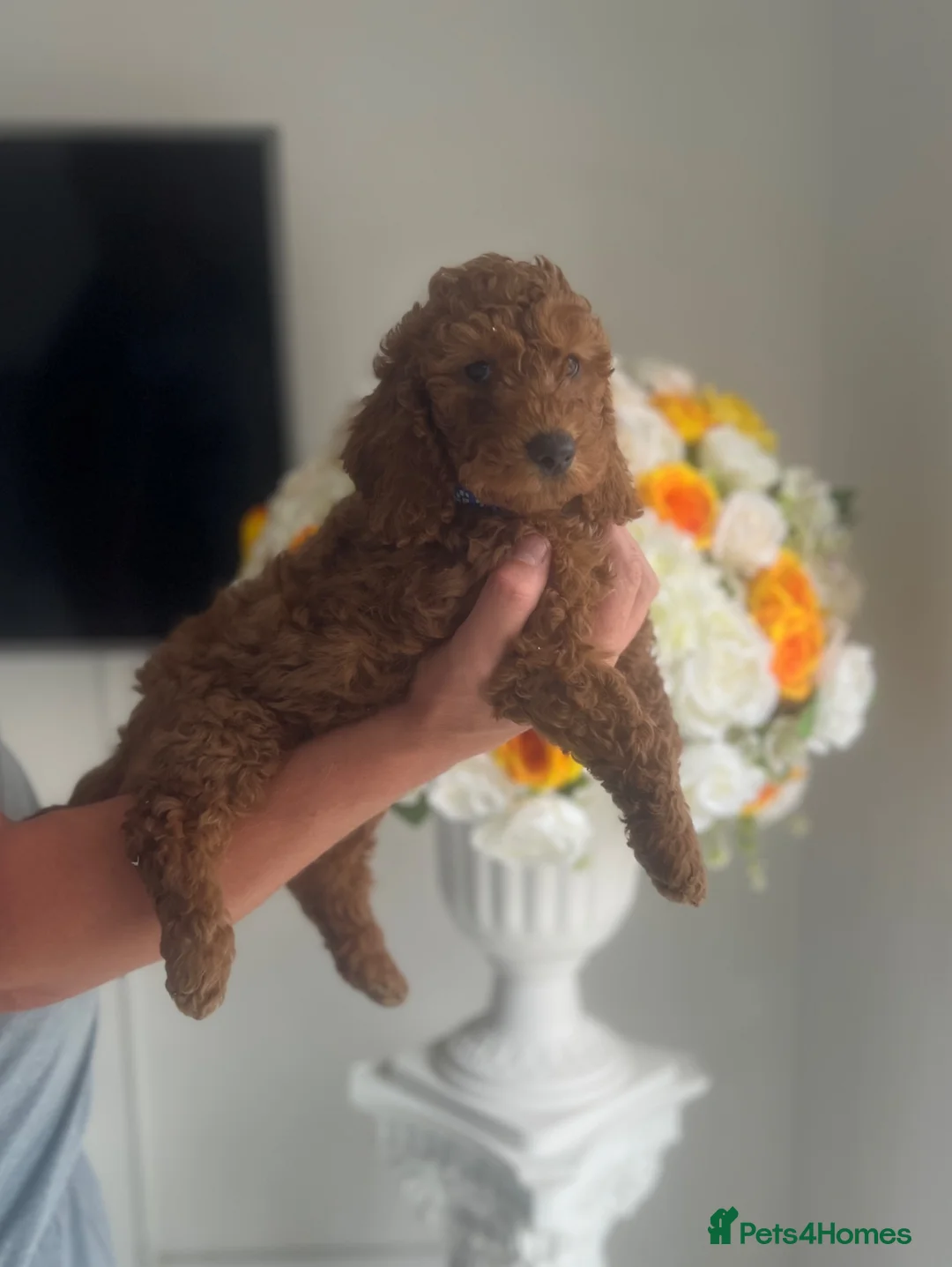 Cockapoo dogs for sale: 🐾 7 stunning F1B cockapoo pups 🐾 - Advert 2