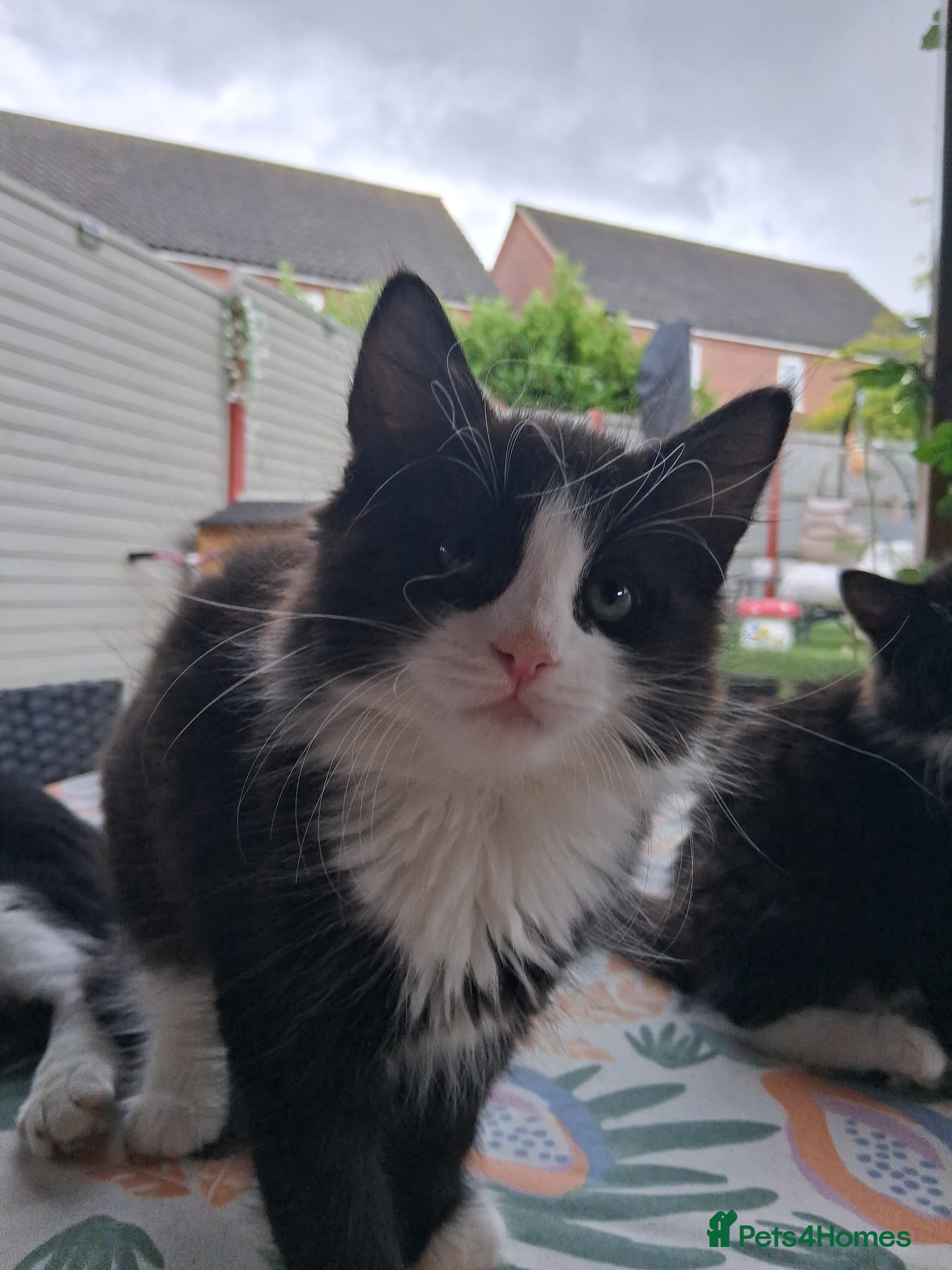 Mixed Breed cats for sale: 1 boy and 2 girls black and white ( tuxedo) - Advert 28