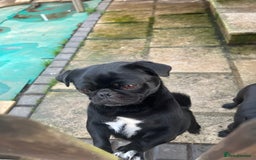 Pug dogs for sale: 2x 14month black pug bitches - Image 15