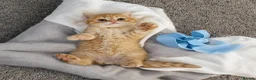 Scottish Fold cats for sale: Adorable Scottish Fold Straight Ear Tabby Kittens  - Advert 12