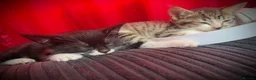 British Shorthair cats for sale: Beautiful Kittens 🐱  in Birmingham - Advert 8
