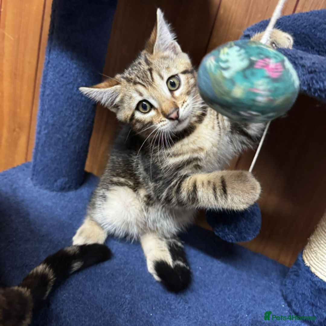 Bengal cats for sale: ​​Bengal Mix - Boy Kitten. Ready 2 Go! - Image 7