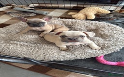 French Bulldog dogs for sale:  French bulldogs looking for their forever home in Lincoln - Image 20