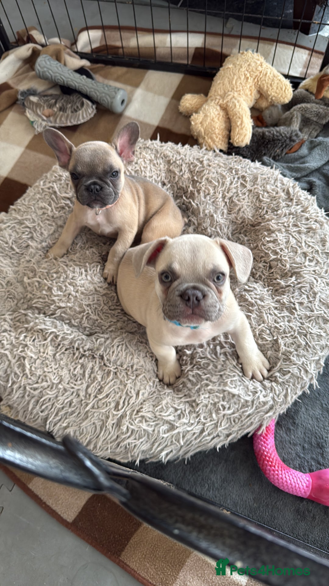 French Bulldog dogs for sale:  French bulldogs looking for their forever home in Lincoln - Image 20