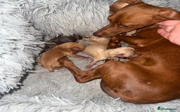 Miniature Dachshund dogs for sale: gorgeous litter of kaninchen mini dachshunds - Image 6