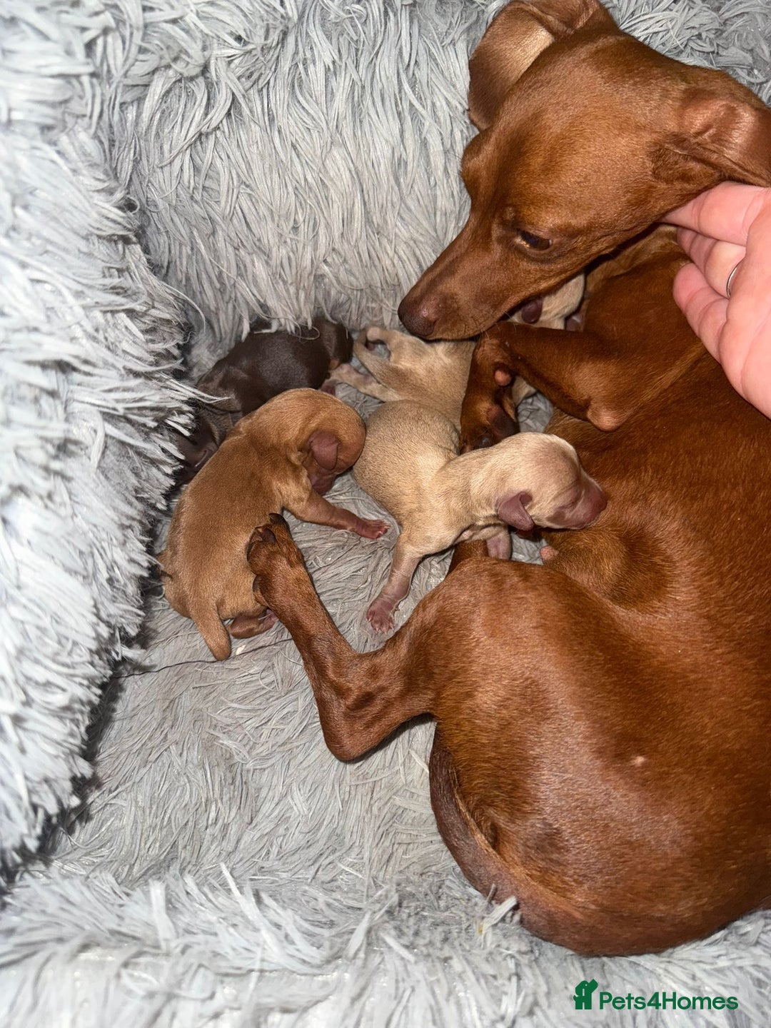 Miniature Dachshund dogs for sale: gorgeous litter of kaninchen mini dachshunds - Image 6