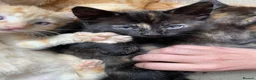 Mixed Breed cats for sale: Little best friends - Advert 1