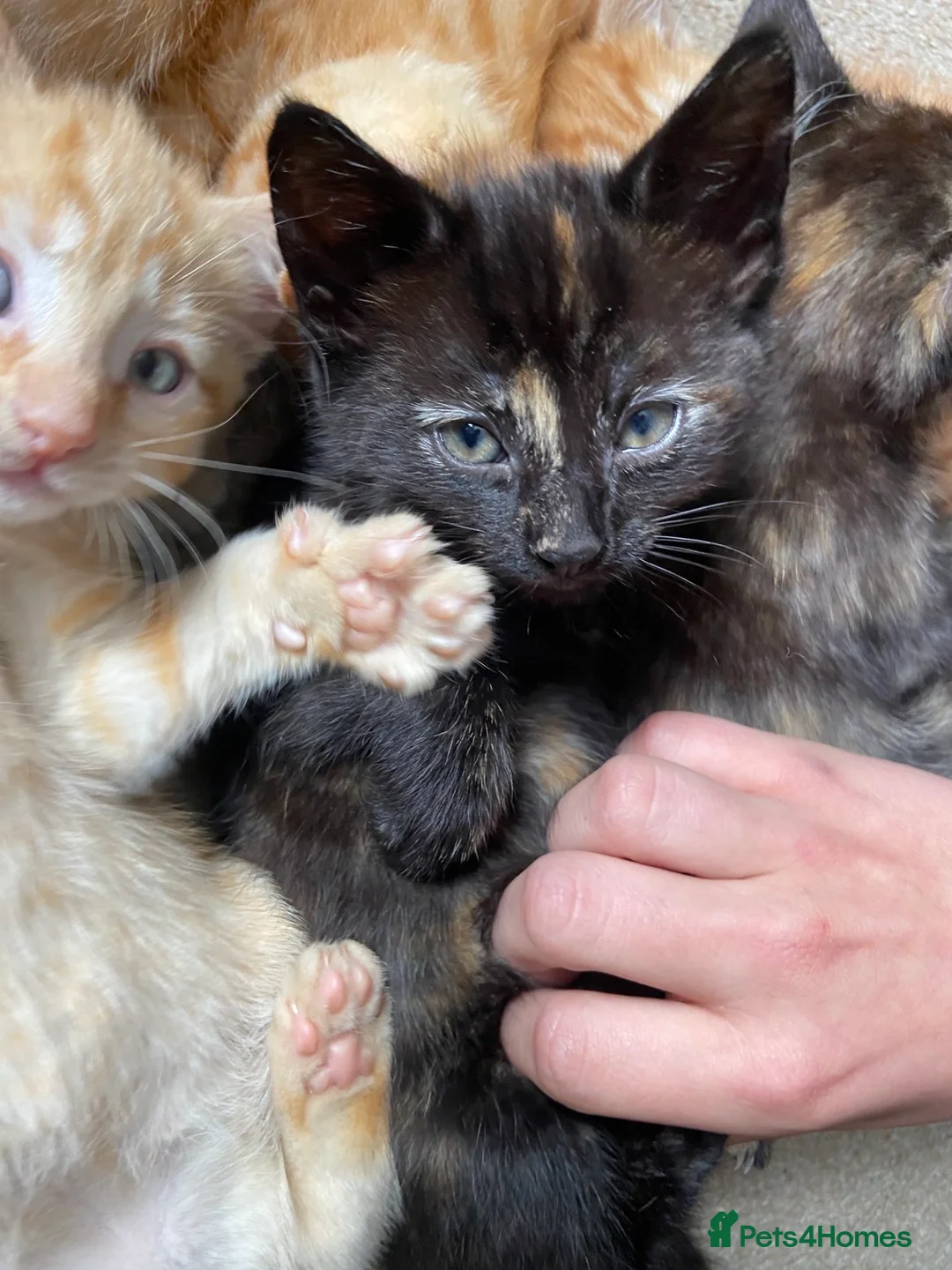 Mixed Breed cats for sale: Little best friends - Advert 1