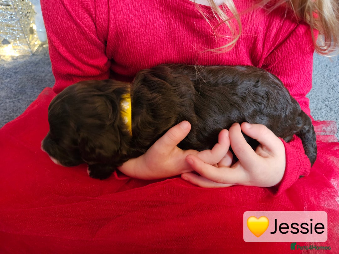 Cockapoo dogs for sale: F3b Cockapoo Puppies – DNA health tested - Advert 22