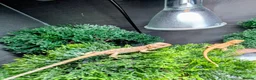 Bearded Dragon reptiles for sale: Hand tame in Pontypool - Advert 10