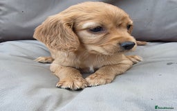 Cavapoo dogs for sale: Beautiful f1b cavapoo puppies  - Image 5