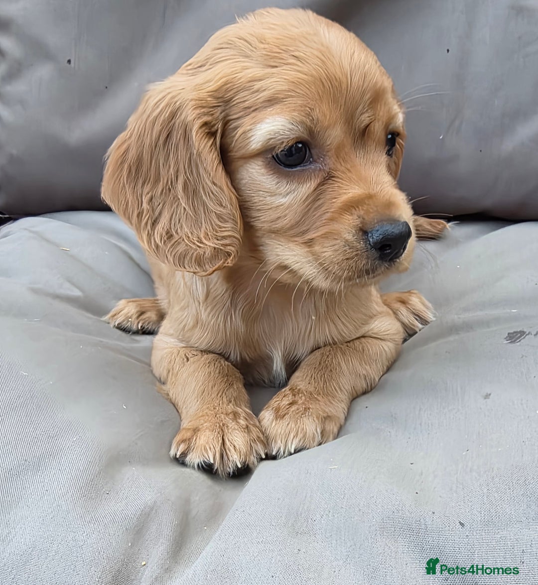 Cavapoo dogs for sale: Beautiful f1b cavapoo puppies  - Image 5