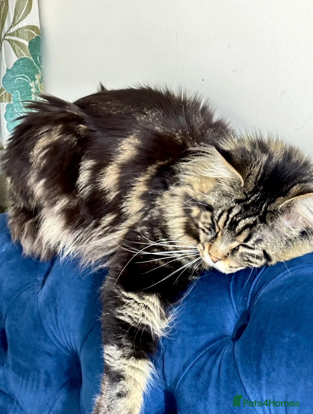 Maine Coon cats for stud: XL Mainecoon For Stud - Advert 2