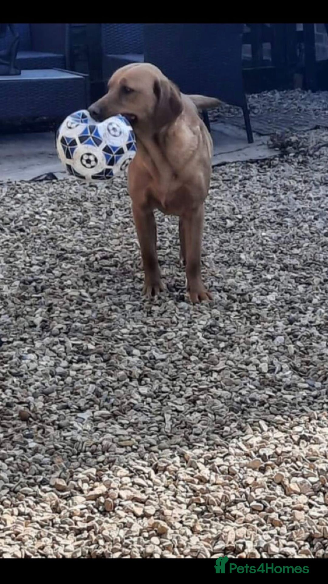 Labrador Retriever dogs for sale: Stunning litter of KC FOX RED PUPPYS  - Advert 11