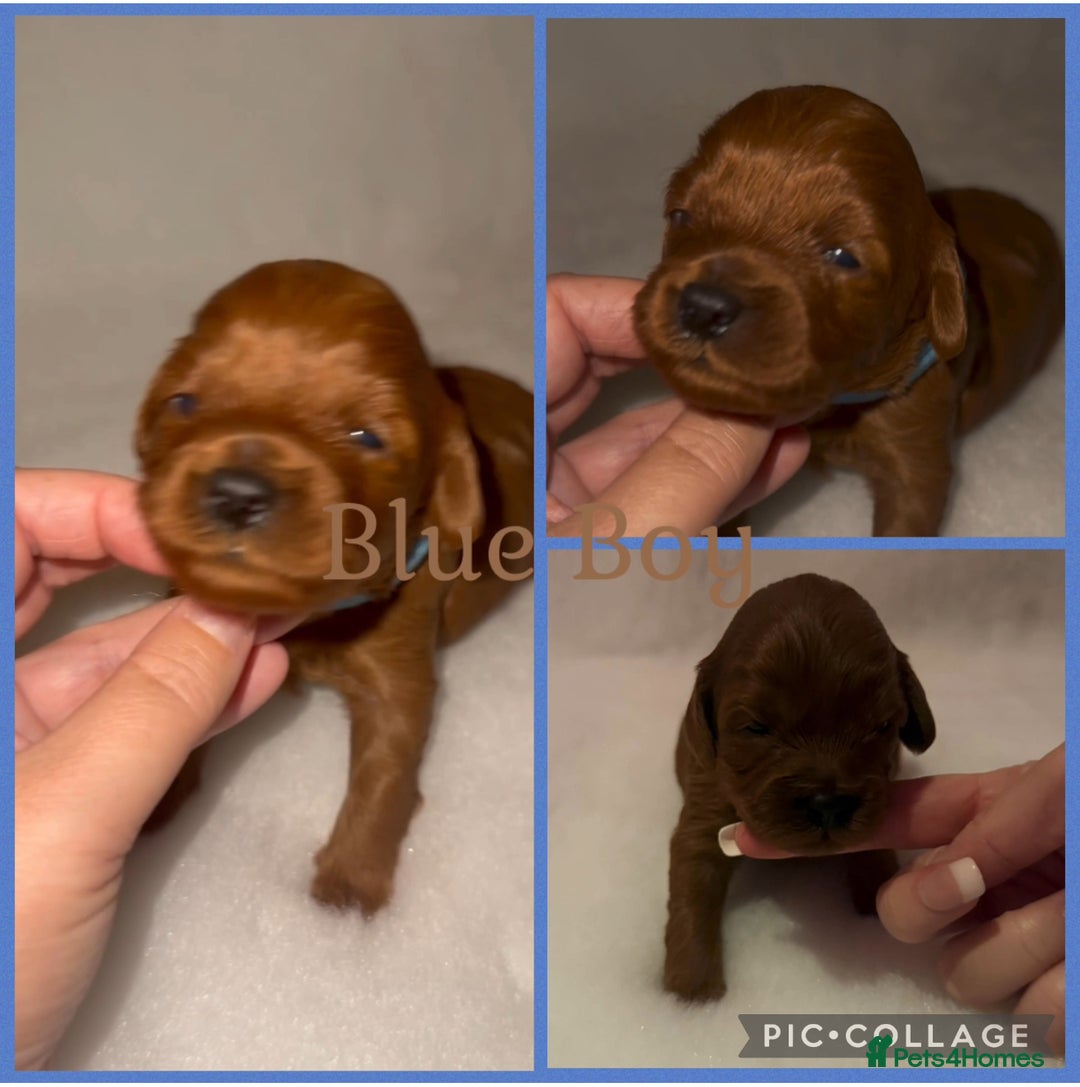 Cavapoo dogs for sale: Extensively Health Tested F1b Cavapoo Puppies  - Advert 7