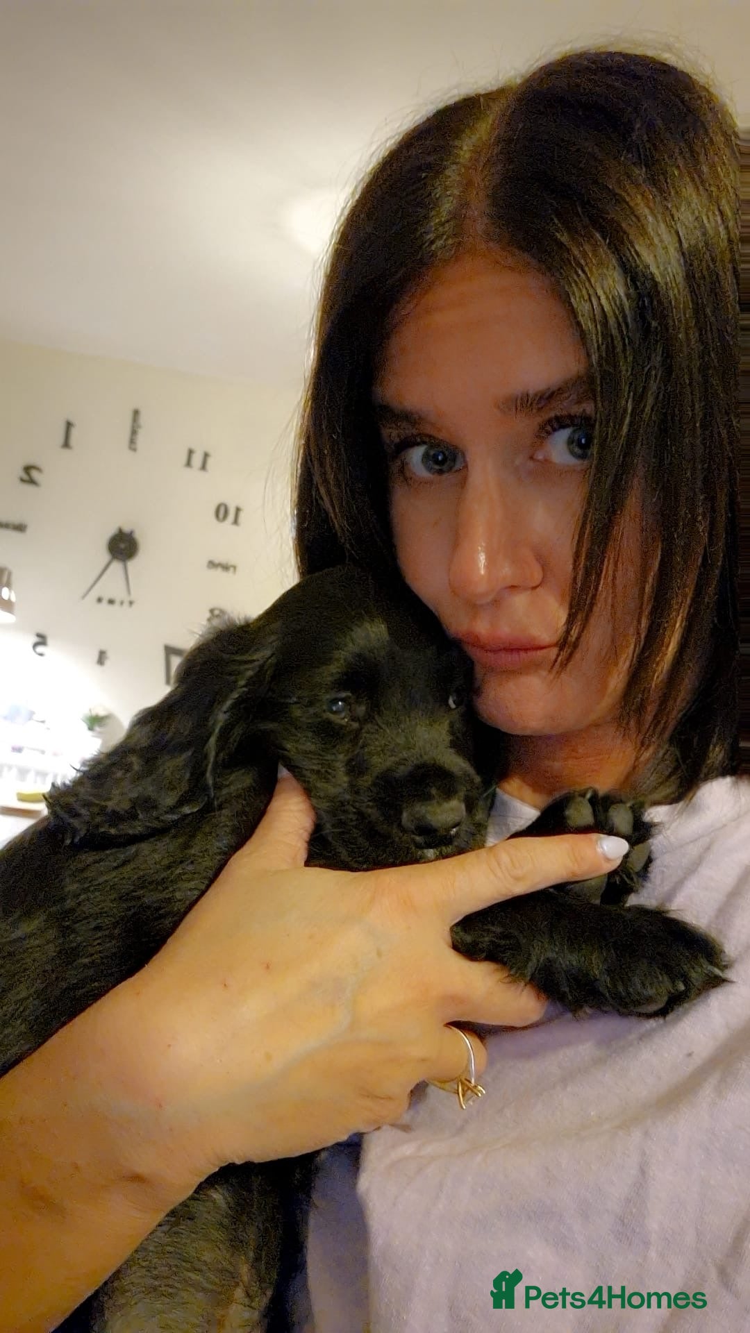 Sprocker dogs Last black male. Sprocker pup 26th March ready - Advert 9