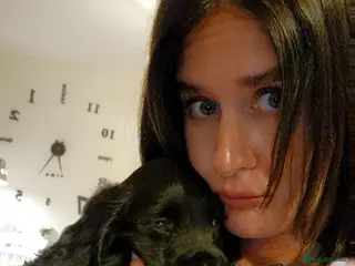 Sprocker dogs Last black male. Sprocker pup 26th March ready - Advert 9