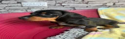 Dachshund dogs for sale: Standard Dachshund Puppy NOW READY TO LEAVE! 🐾 - Advert 7
