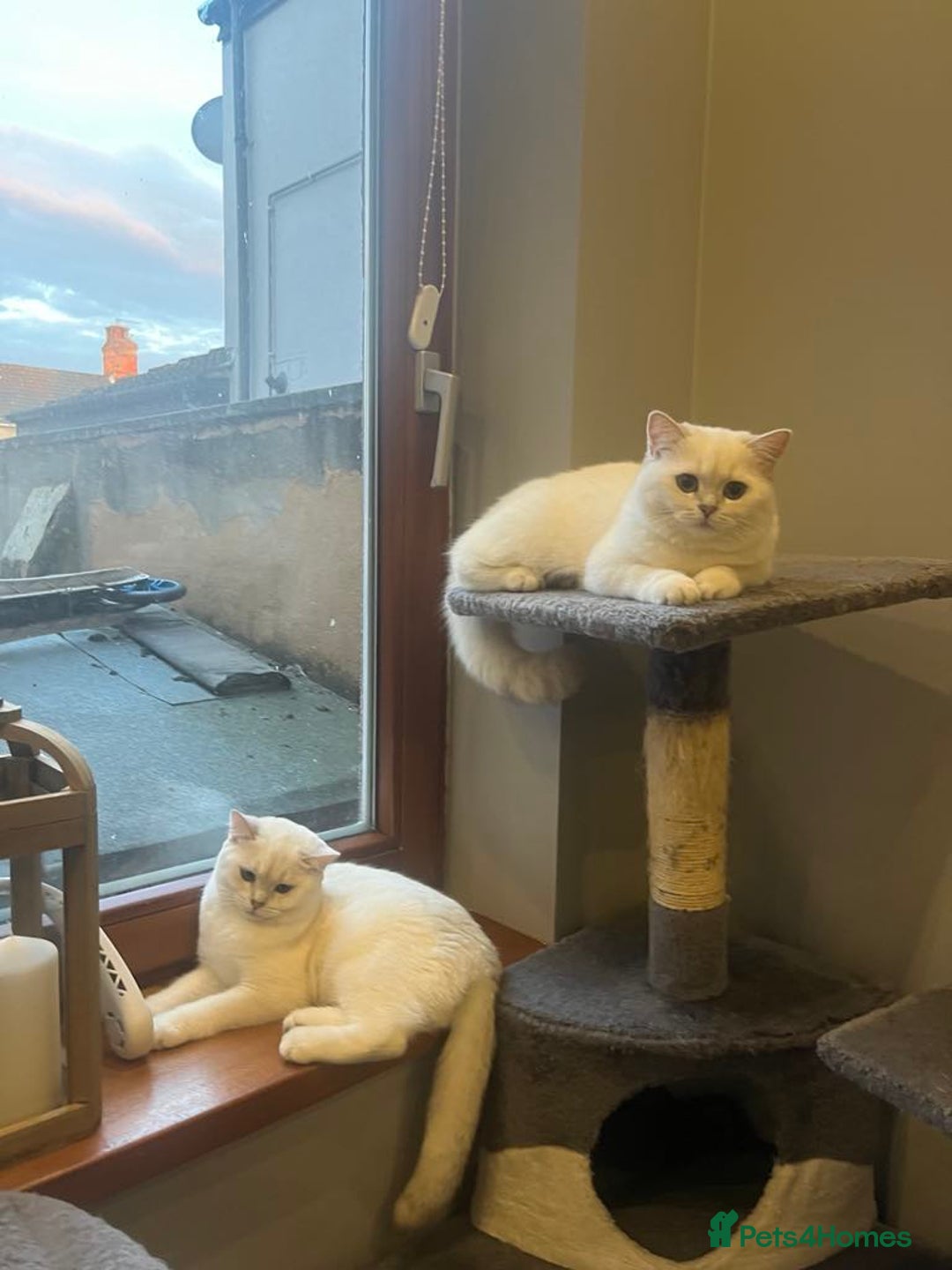 British Shorthair cats for sale: Chubby British Shorthair Kittens  in Grimsby - Image 4