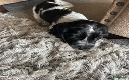 Cocker Spaniel dogs for sale: Blue roan cocker spaniels ready 17th September - Image 28