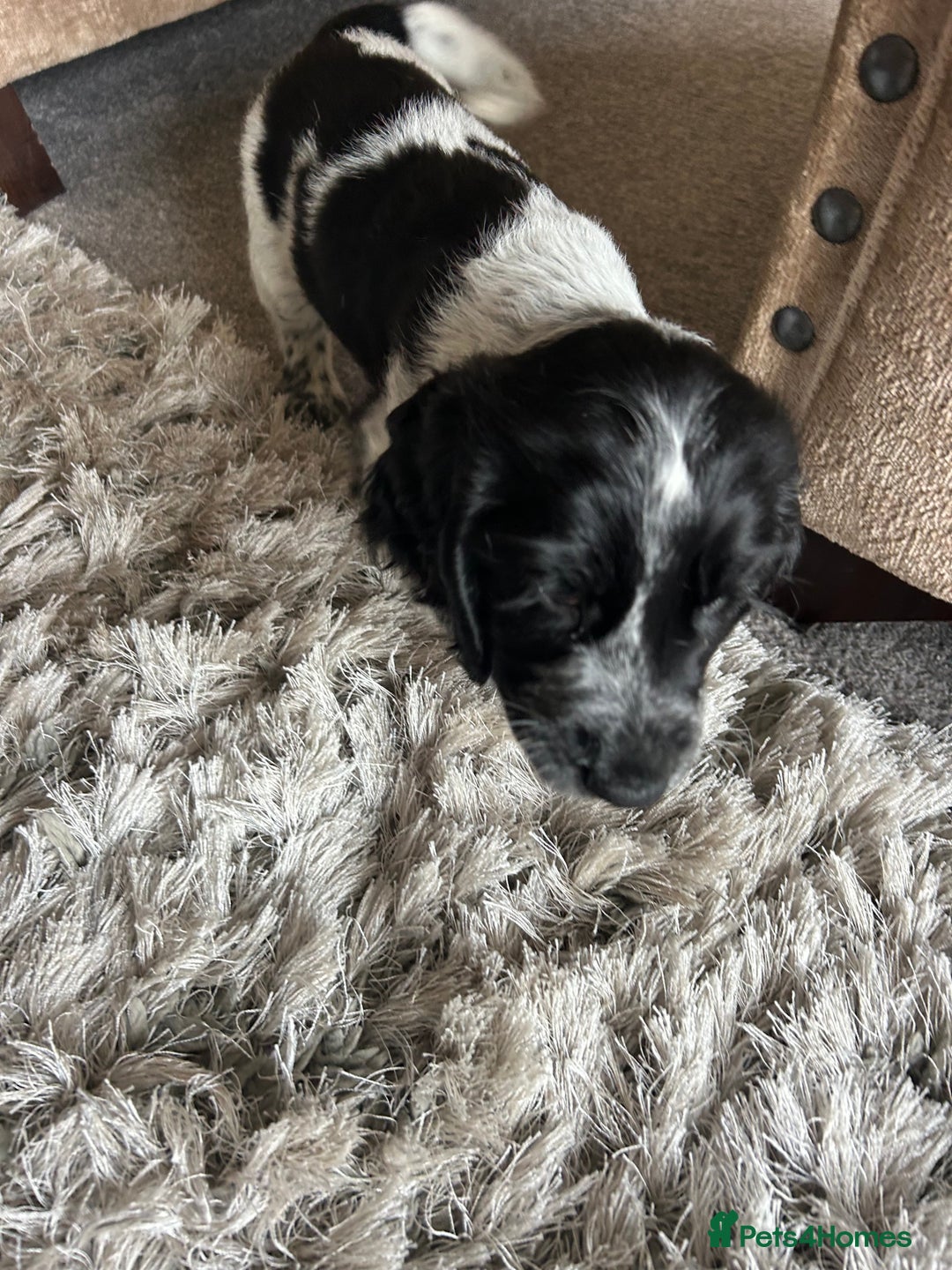 Cocker Spaniel dogs for sale: Blue roan cocker spaniels ready 17th September - Image 28