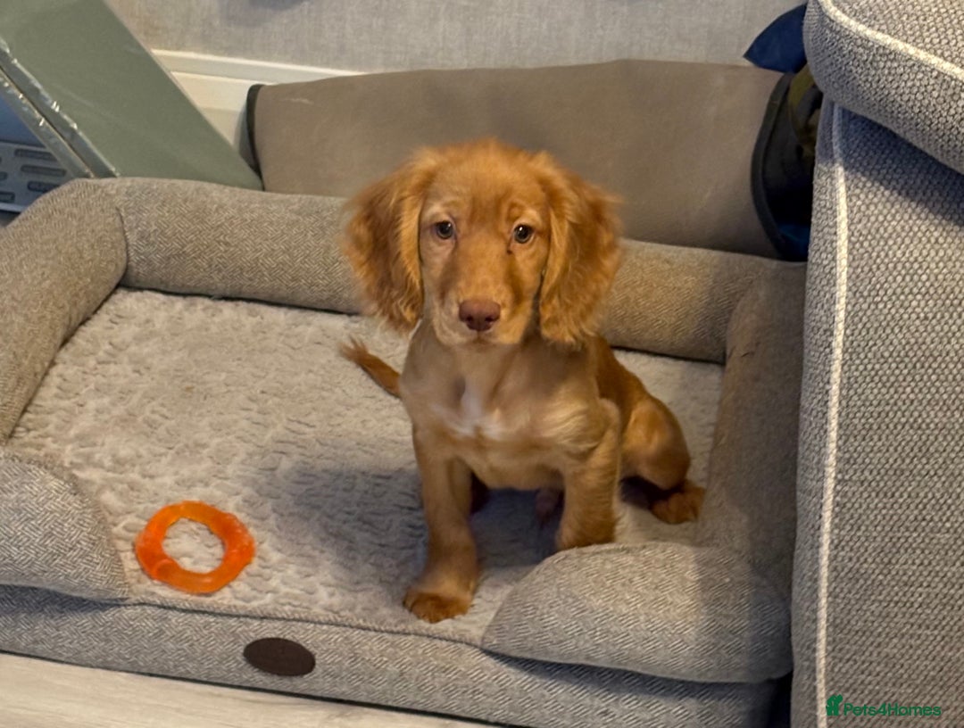 Cocker Spaniel dogs for sale: READY NOW FULLY VAX RED WORKING COCKER SPANIELS - Advert 3