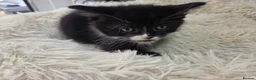 Mixed Breed cats for sale: Kittens - Advert 7