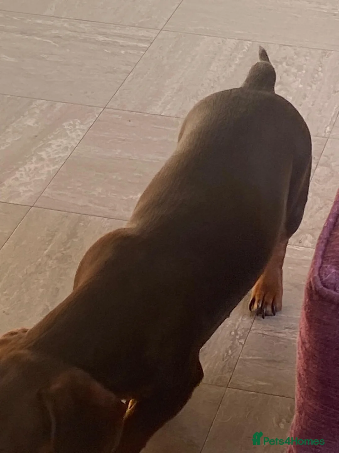 Dachshund dogs for sale: Two female sausage dogs  in Southend-on-Sea - Advert 6