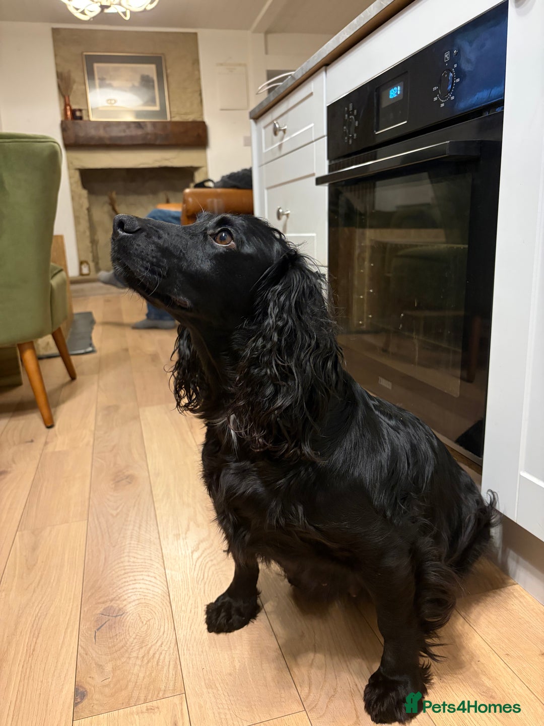 Cocker Spaniel dogs for sale: 6 Working Cocker pups KC registered - Advert 10