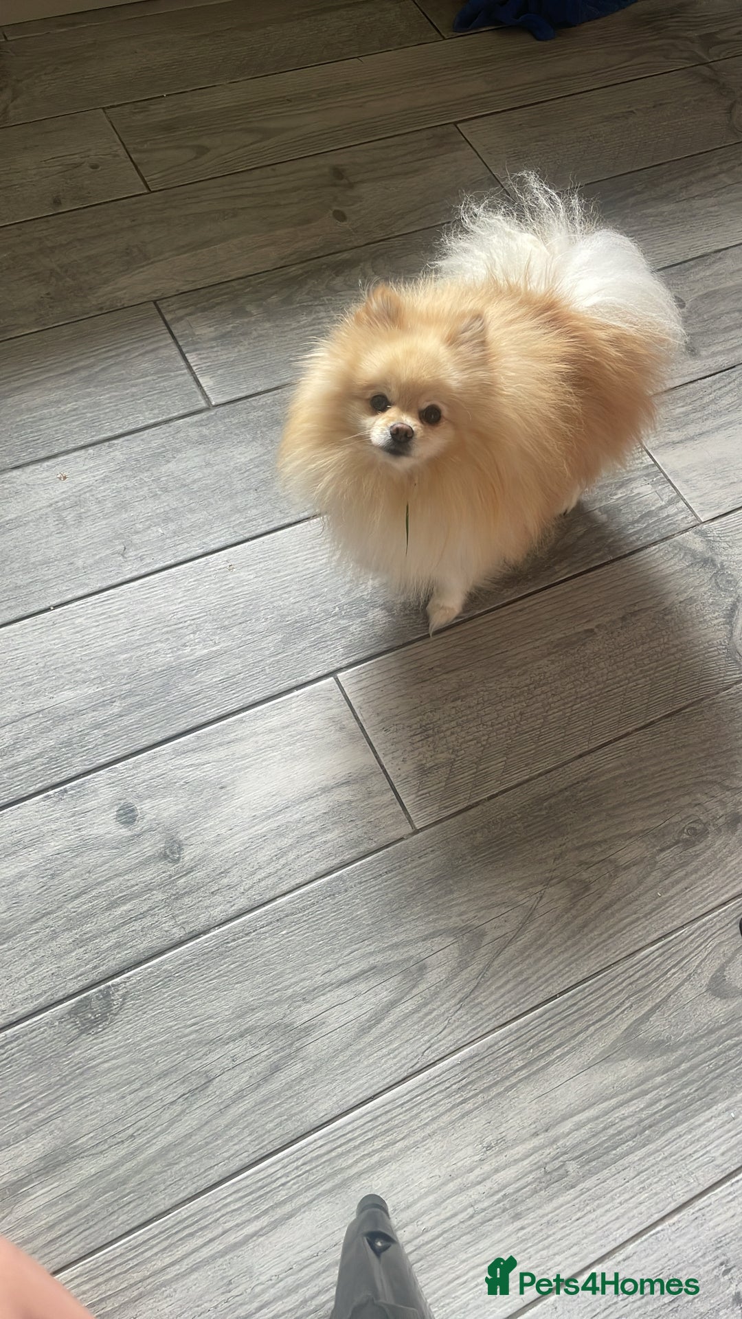 Pomeranian dogs for stud: Teddy cream KC register Pomeranian  - Advert 5