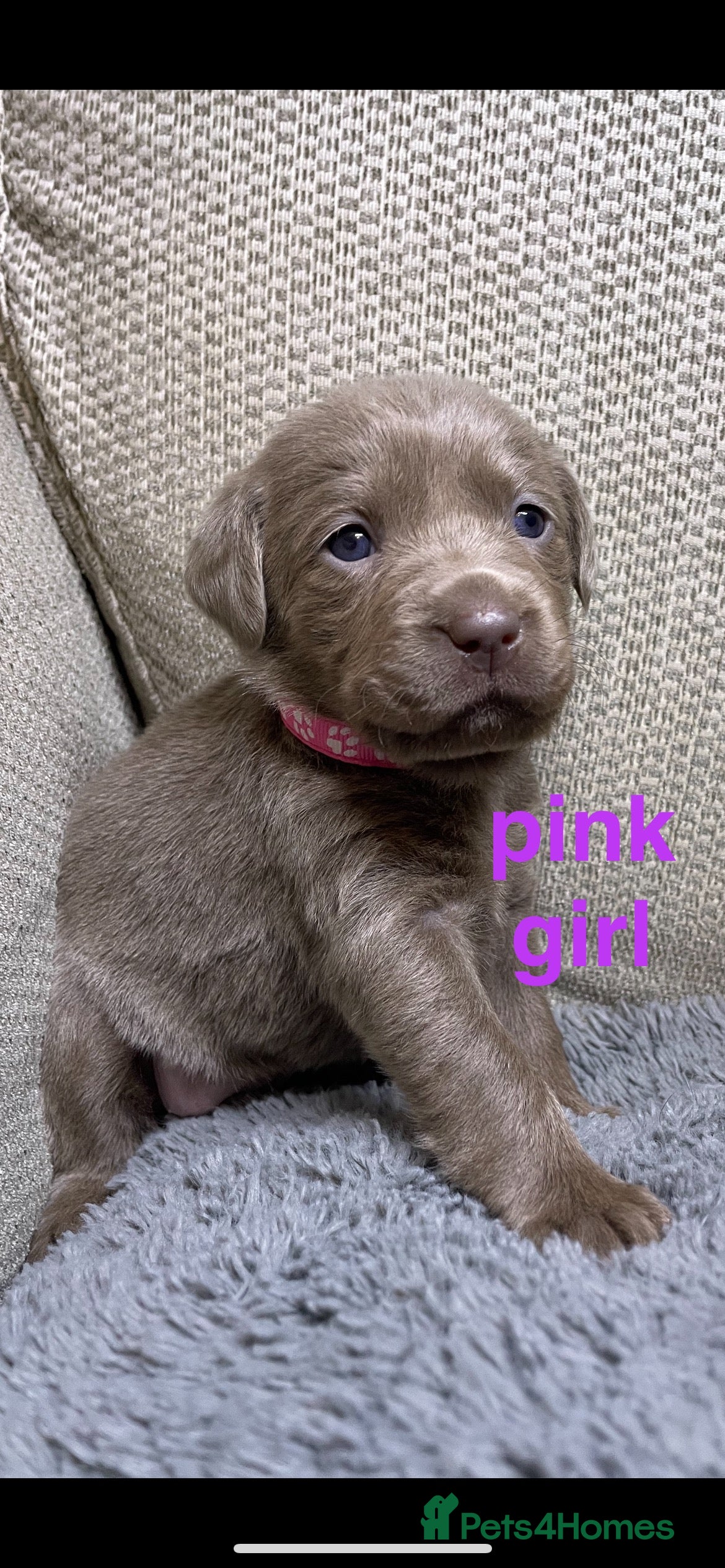 Labrador Retriever dogs Silver labradors  - Advert 11