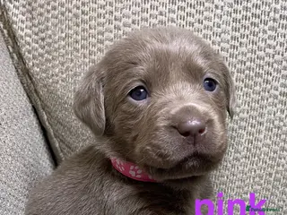 Labrador Retriever dogs Silver labradors - Advert 11