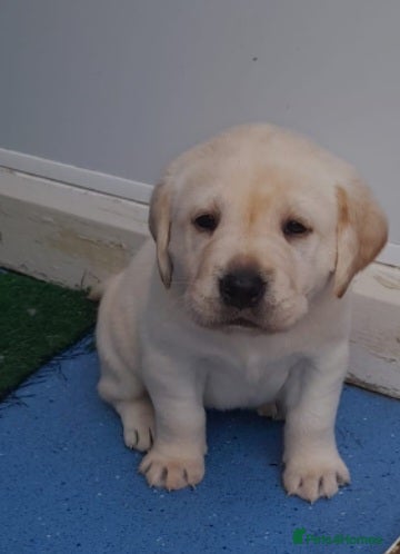 Labrador Retriever dogs Beautiful litter of labradors - Advert 2