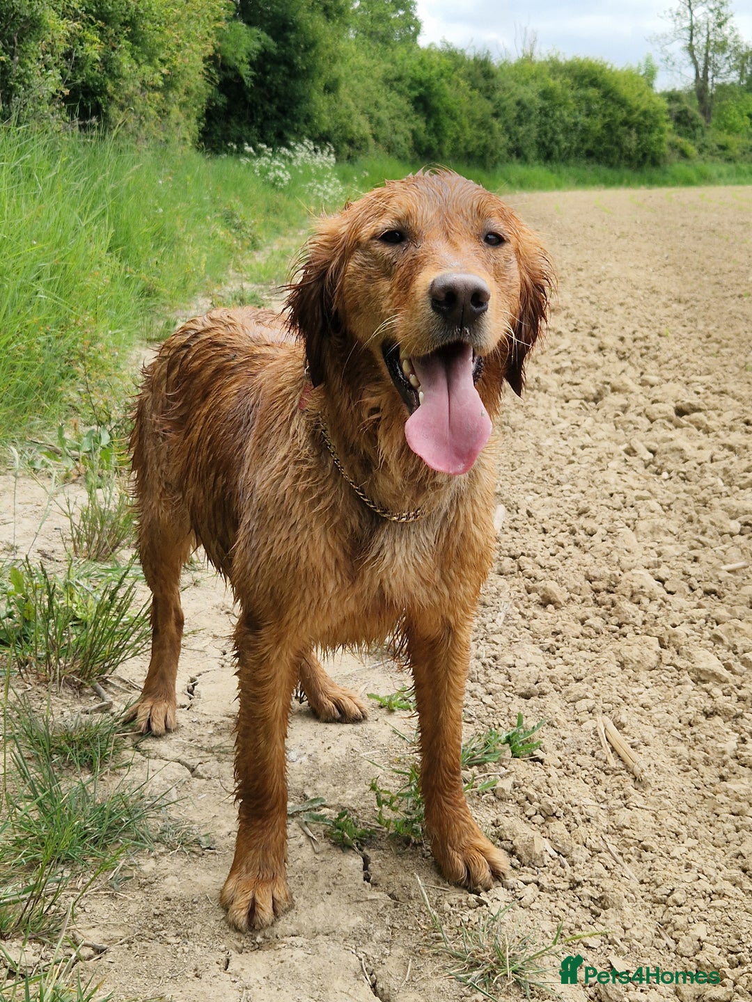 Golden Retriever dogs for sale: Stunning Golden Retriever pups  in Oxted - Image 14