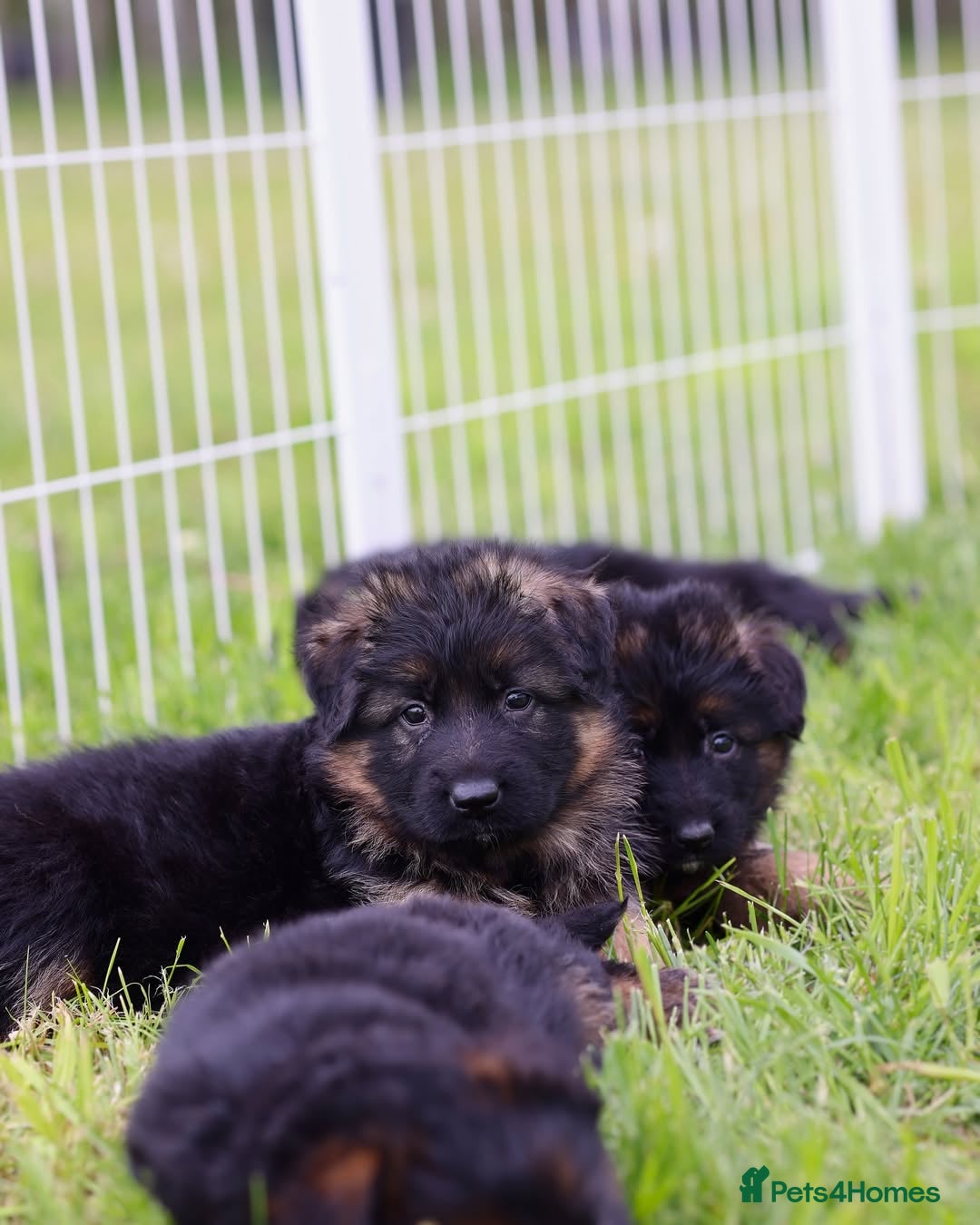 German Shepherd dogs for sale: 🐾🖤 Top-Quality Purebred German Shepherd Puppies - Image 12