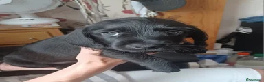 Doxiepoo 1