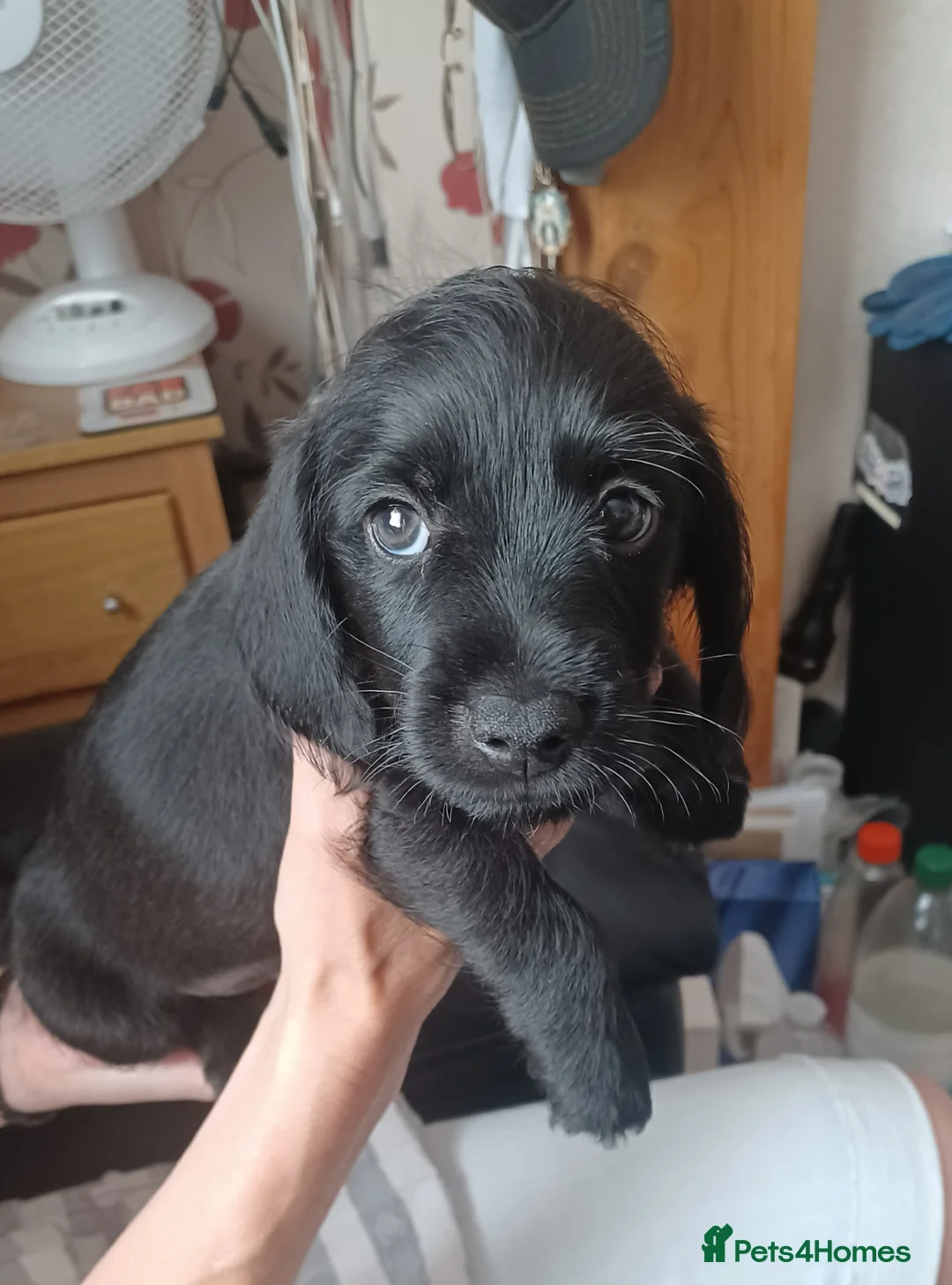 Doxiepoo dogs for sale: Adorable DoxiePoo Puppies. NOW FULLY VACCINATED  - Advert 21