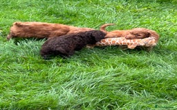 Cockapoo dogs for sale: Beautiful miniature Teddybear Cockerpoos puppies  - Image 16
