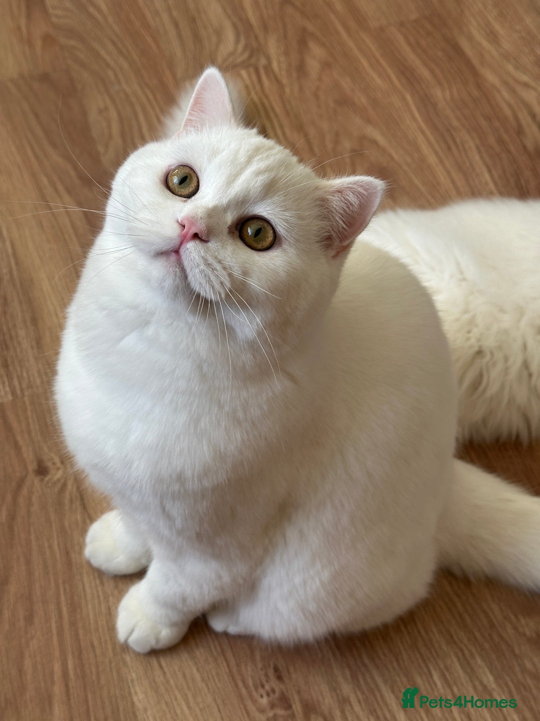British Shorthair cats for sale: Gorgeous British Longhair & Shorthair Kittens - Advert 21