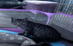 Bengal cats for sale: 4 tabby kittens ready from 20th September  - Image 2