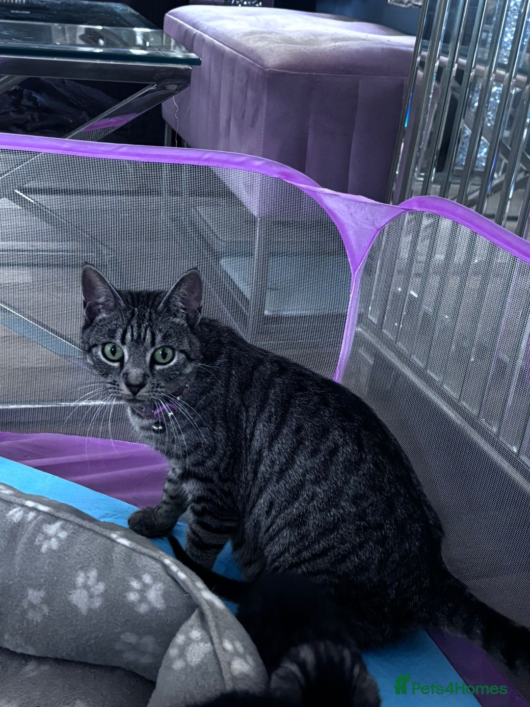 Bengal cats for sale: 4 tabby kittens ready from 20th September  - Image 2