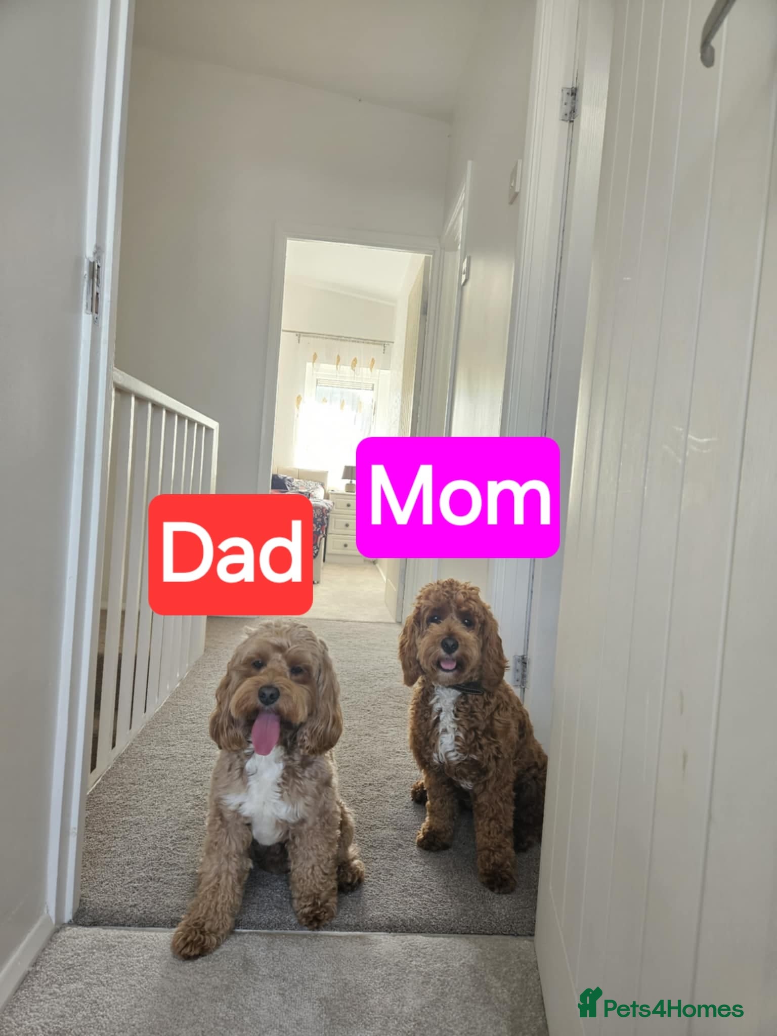 Cockapoo dogs 2 Gorgeous girls and 1 Handsome boy  - Advert 2