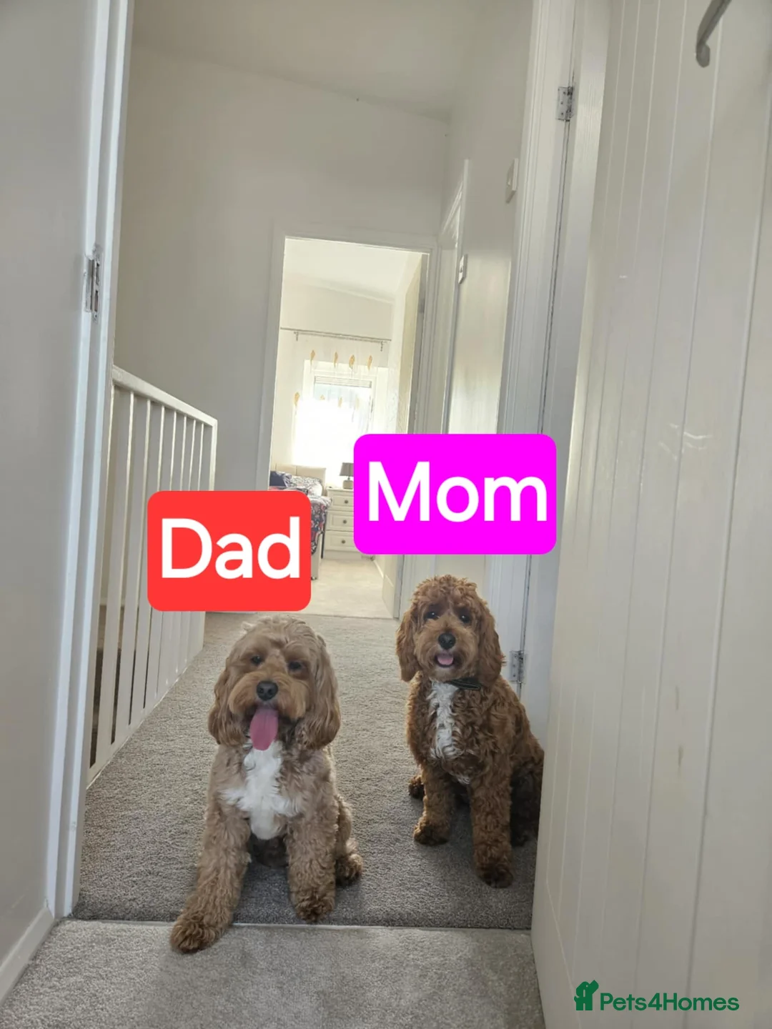 Cockapoo dogs for sale: 2 Gorgeous girls and 1 Handsome boy  in Sheffield - Advert 1